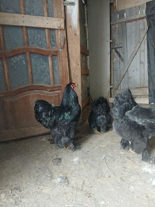 Яицо чёрного брамо