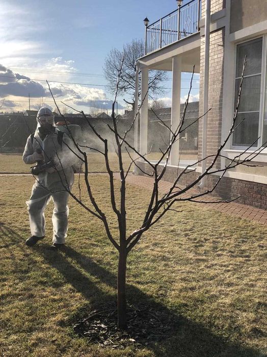 Обрезка, стрижка спил, дезенфекция обработка деревьев Садовник Богбон.