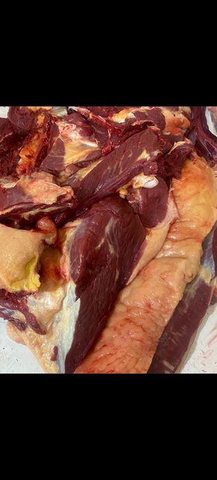 Ет, қазы тыгу, тойға ет.