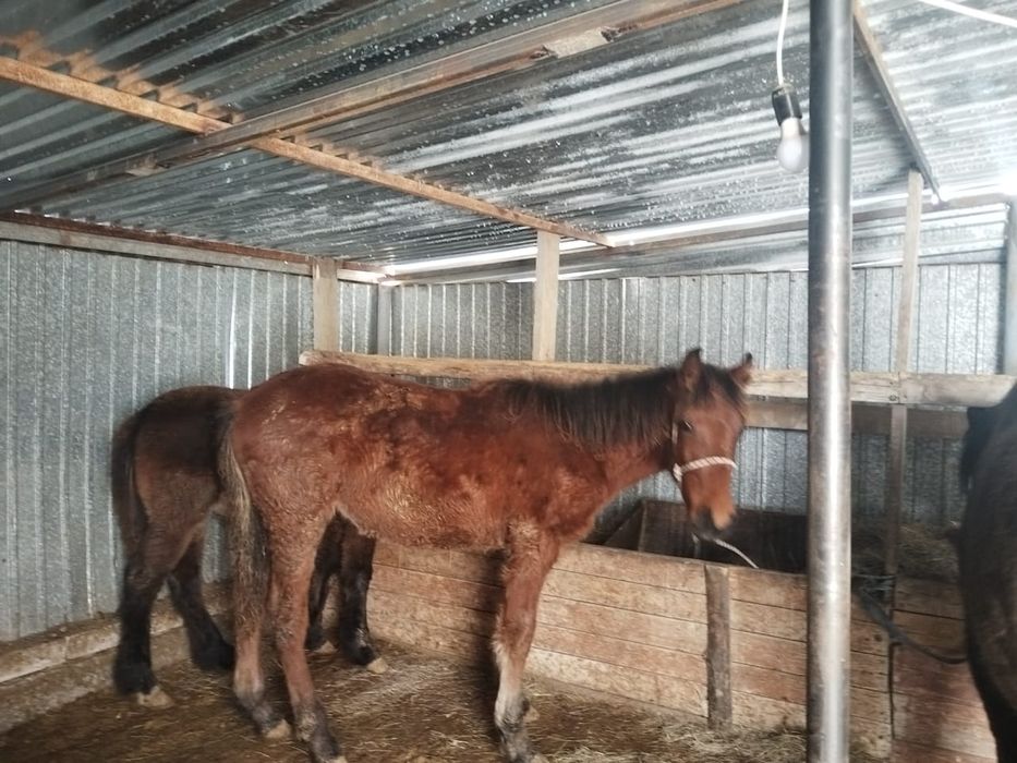 Ұрғашы, еркек жабағылар, сатылады.