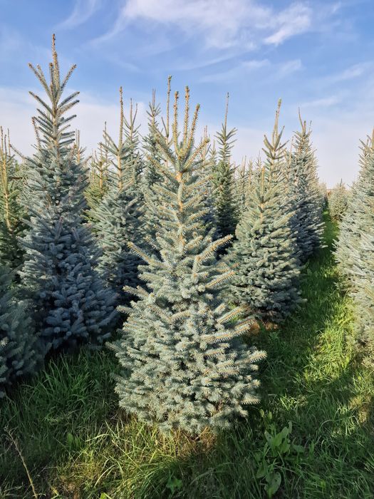 Тополь клён ель голубая