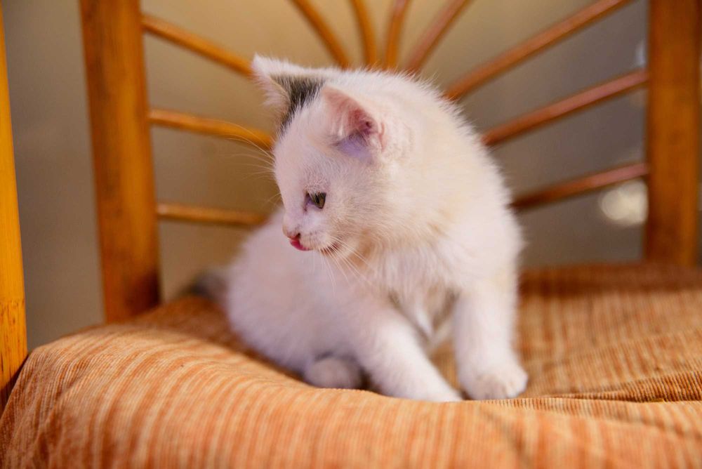 Котенок  девочка