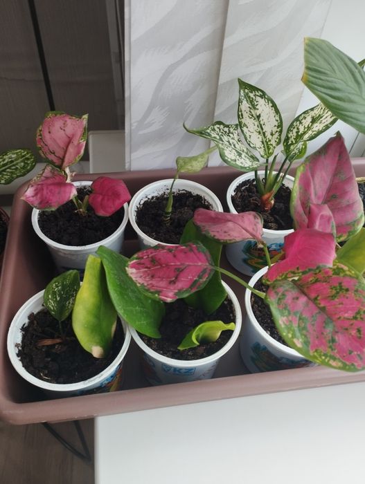 Продам  аглаонему