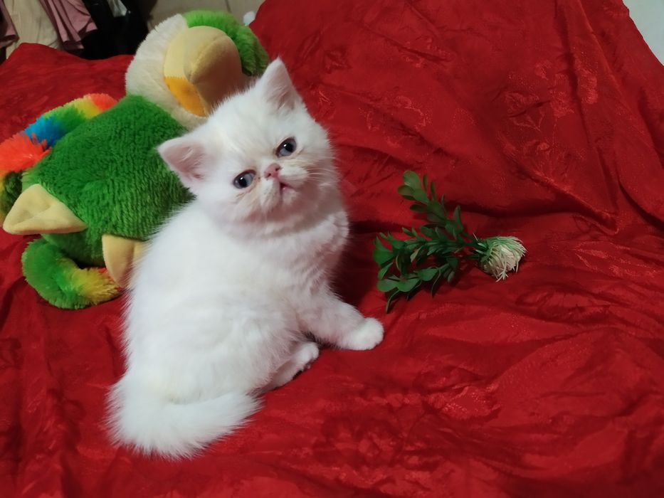 Продам котят экзоты 2 мал 2дев им 1 5 мем едят сами лоток   знает