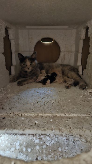 Отдам котят бесплатно