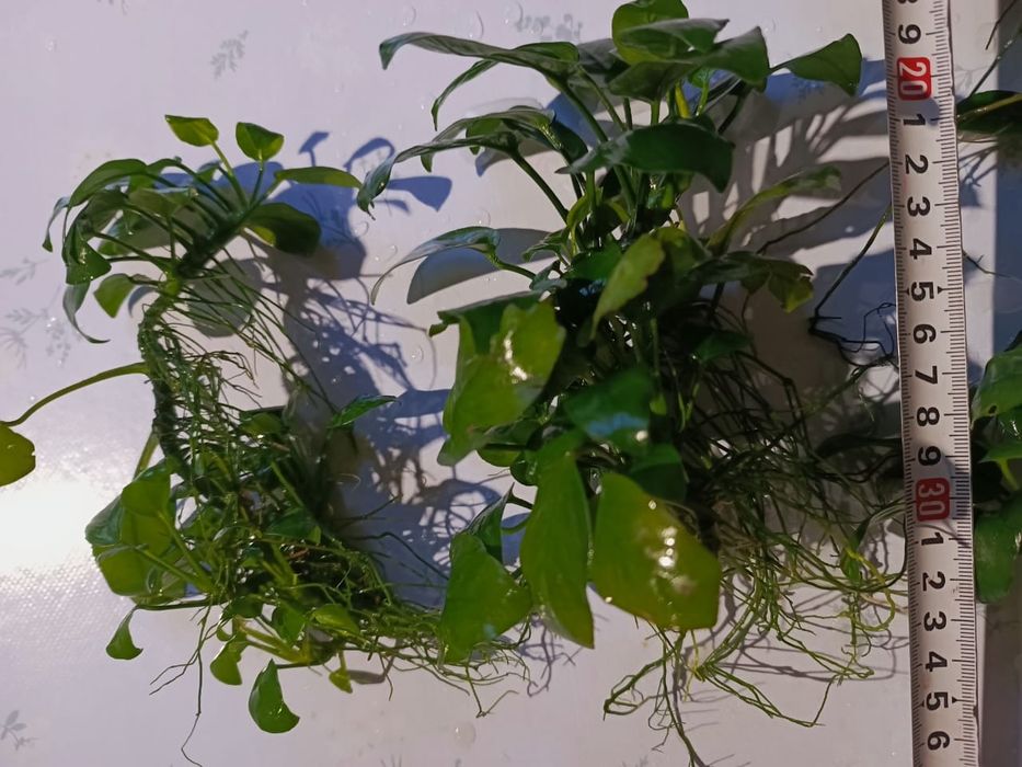Продам анубиасы.