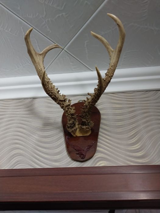 Чучела и рога животных и птиц
