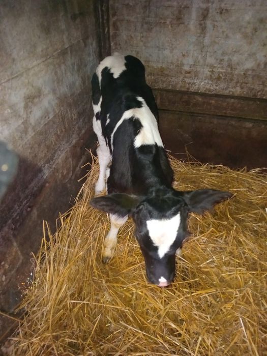 Vând un tăuraș  bălțat