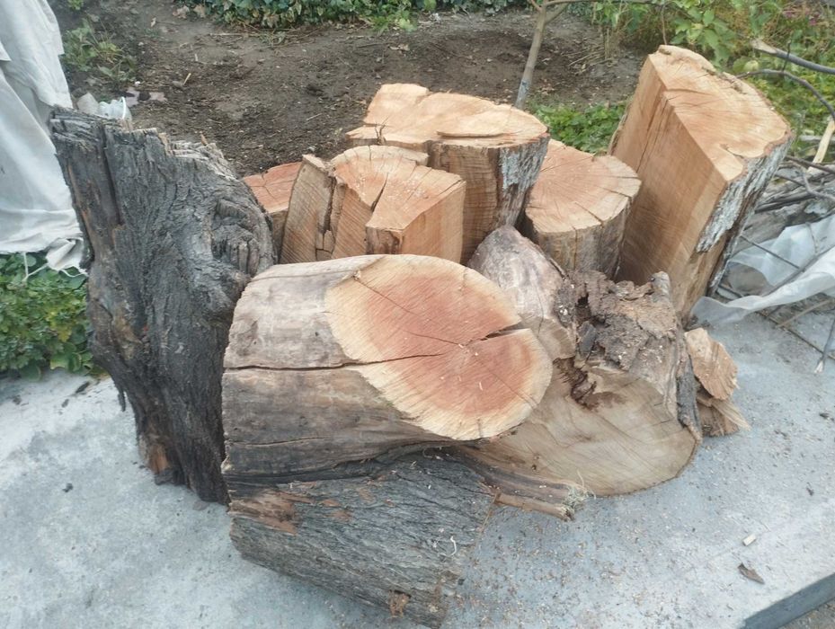 Утин сотилади урик ва енгок дарахтлариники