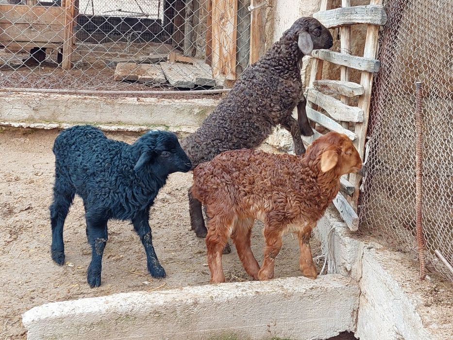 Қозылар сатылады