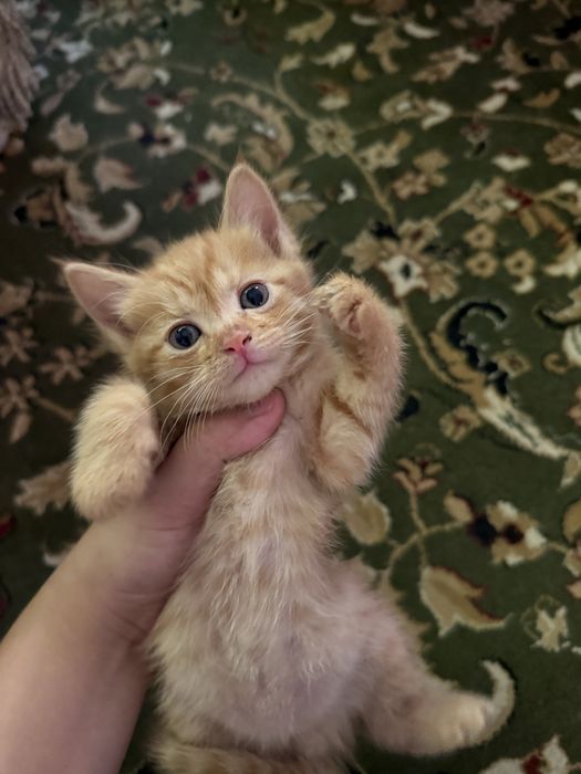 Отдаем котят в добрые руки