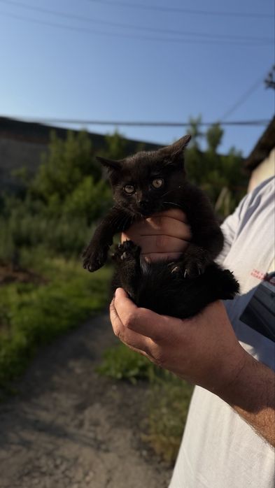 Отдам котят  в хорошие руки