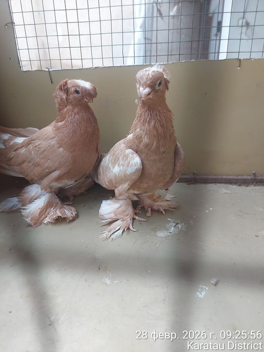 Голуби нават маладые