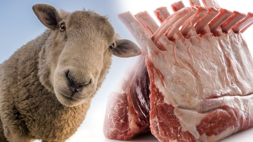 КАССОБ хизмати фаргона маргилон