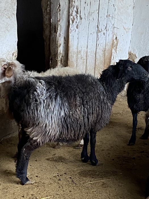 Қой сатылады,семіз