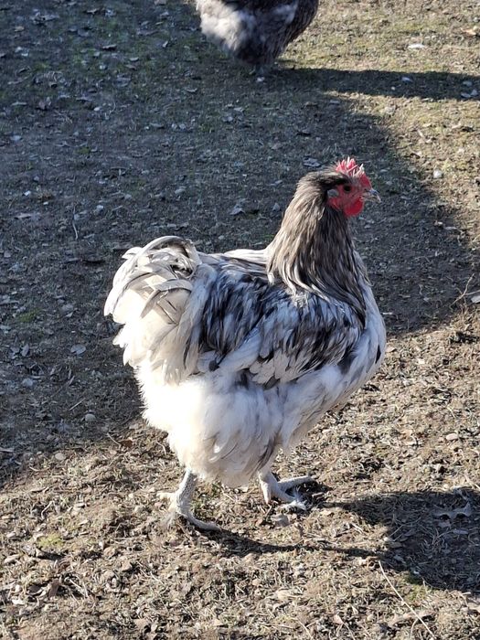 Vând ouă găini orpington albastru