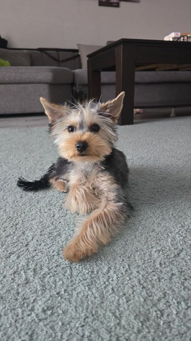 Йоркширски териер