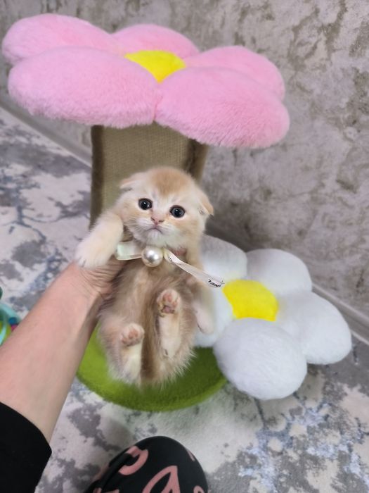 Котята от правильной вязки