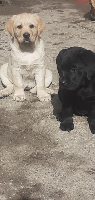 Продаются чистокровные щенки лабрадора ретривера