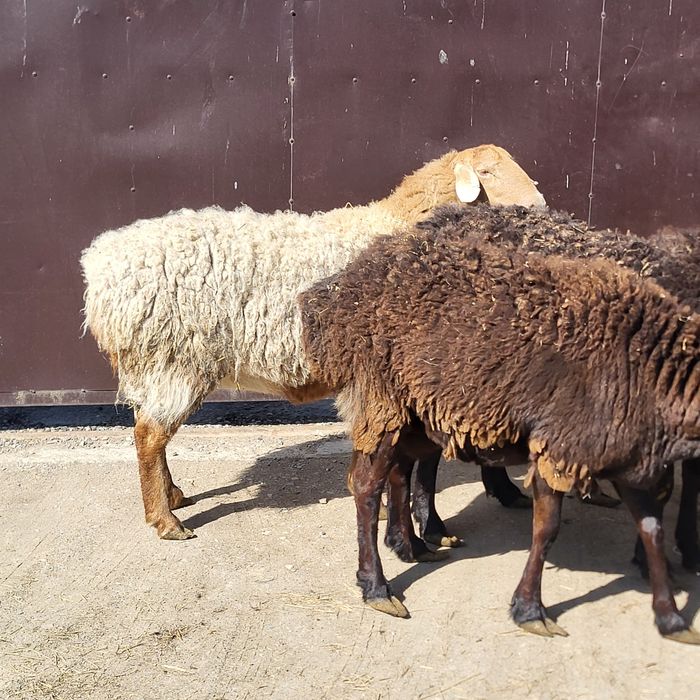 Продам 4 головы Арашан маток