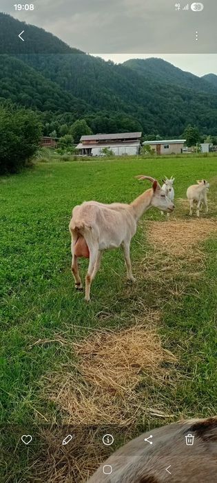 Vând 3 capre de lapte și 4 iezi (Metis