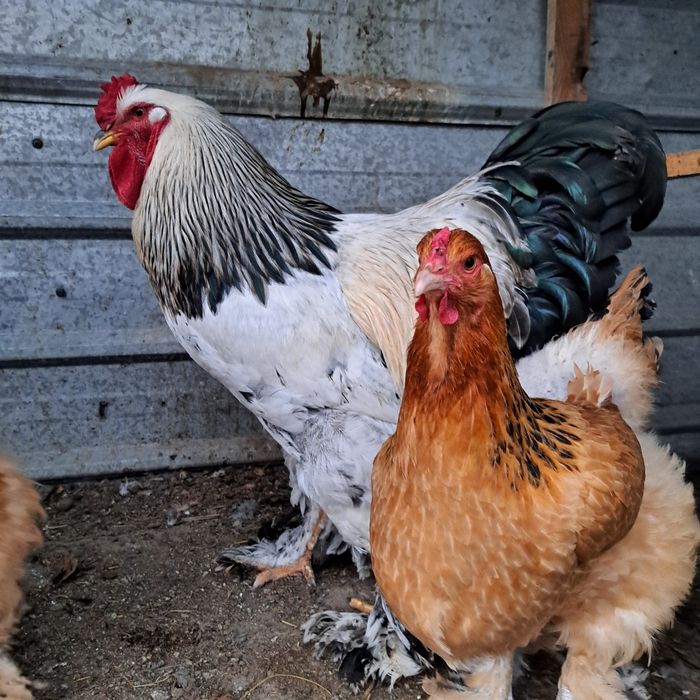 Мошный брамый палевая