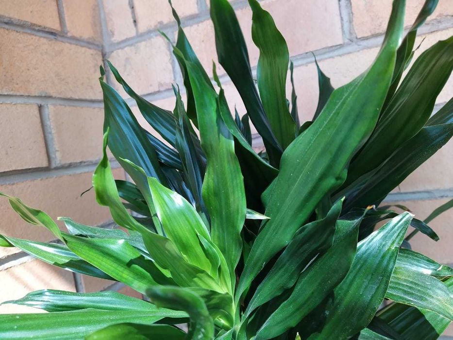 Драцена Janet Craig'  и юкка "слоновья нога"