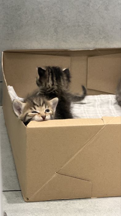 Котята! Срочно раздаем