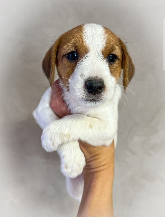 Щенок Джек рассел терьер