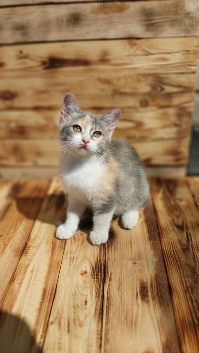 Котенок девочка 3 месяца ищет дом