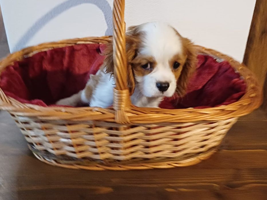 Catelusa Cavalier King Charles