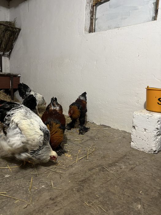 vand cocosi brahma 2025