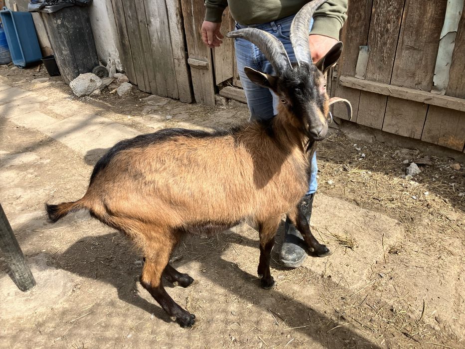 Alpin francez cauta casa