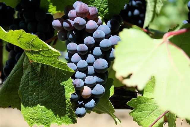 Vand struguri pentru vin, Galati