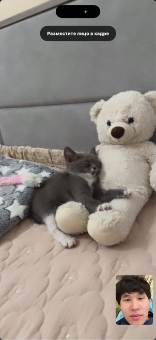 Котенок в добрые руки