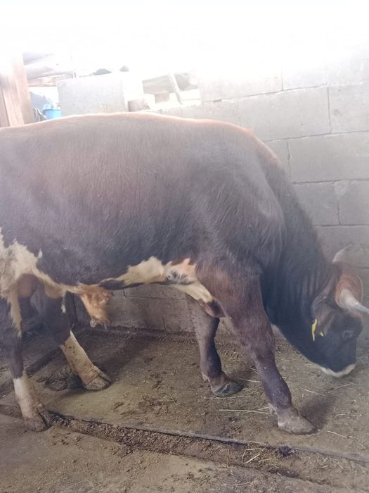 Продам быка живьём