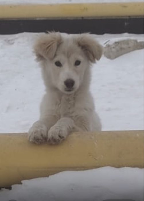 Отдам в шорошие руки щенка