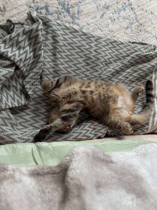 Отдам в хорошие руки американский керл