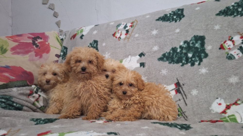 Пудел Той пуделчета момичета