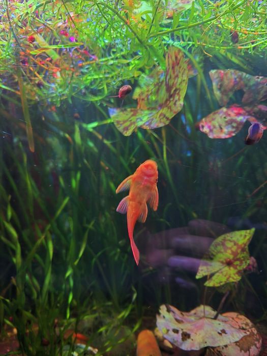 Продам молодых самок Анцитруса Super Red