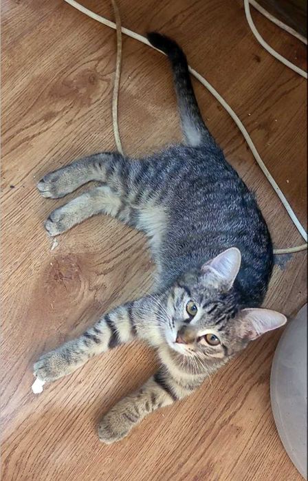 Котенок девочка 4 месяца