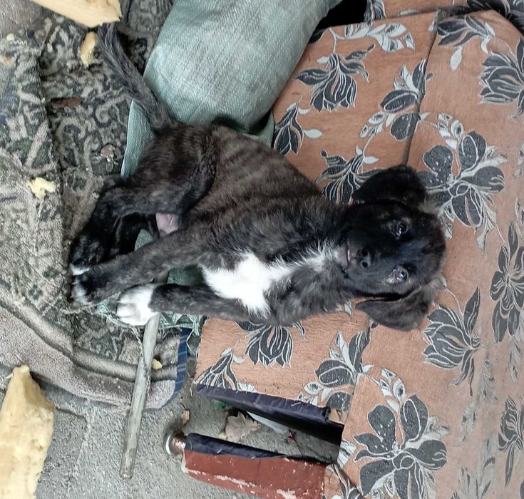 щенок в хорошие руки