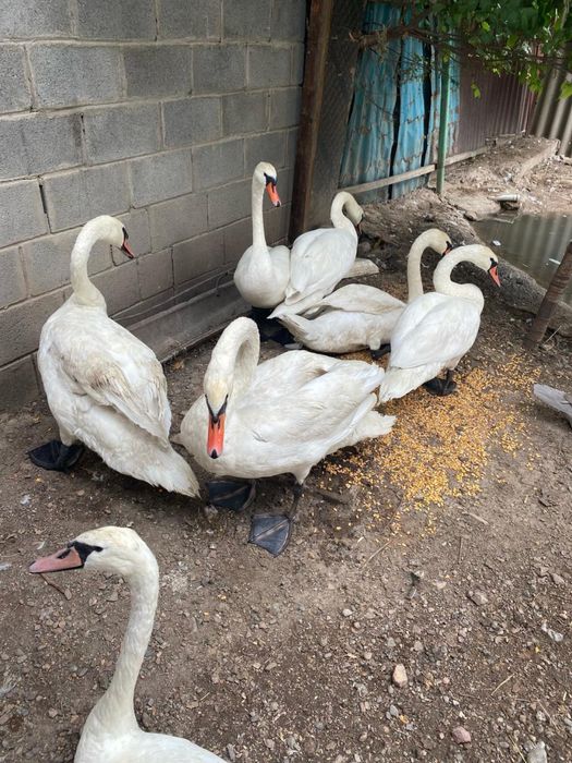 Страусята, Черный африканский страус страусы