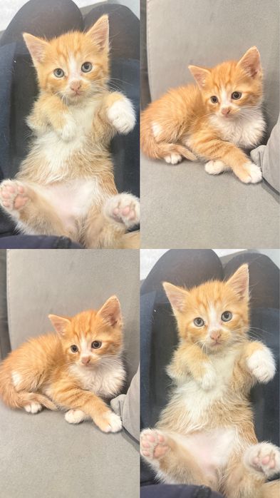Подарявам котенца на 2 месеца