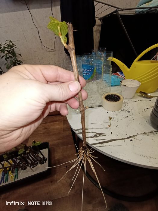 Виноград продажа саженцев