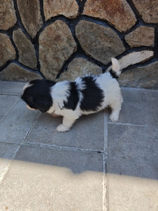 Shih tzu de vânzare