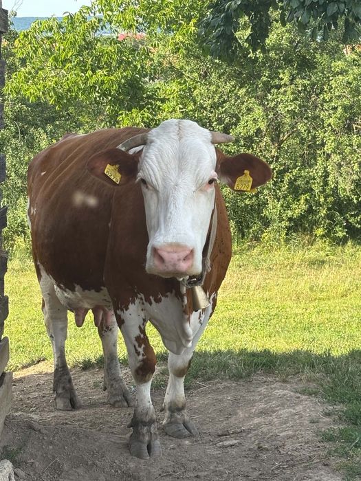 Vând vacă bălțată românească