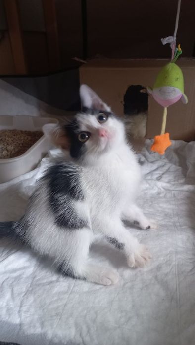 Котёнок, 1.5 месяца, в добрые руки