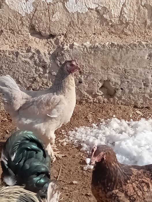 Простой мекендер