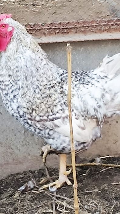 Петух на племя молодой